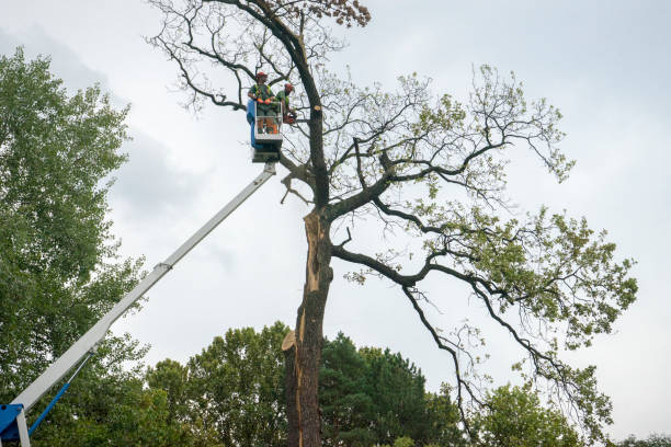 Best Utility Line Clearance  in Apple Valley, MN