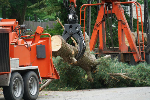 Best Commercial Tree Services  in Apple Valley, MN