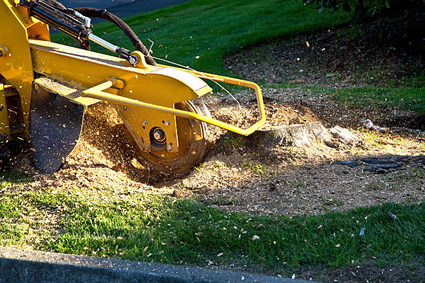 How Our Tree Care Process Works  in  Apple Valley, MN