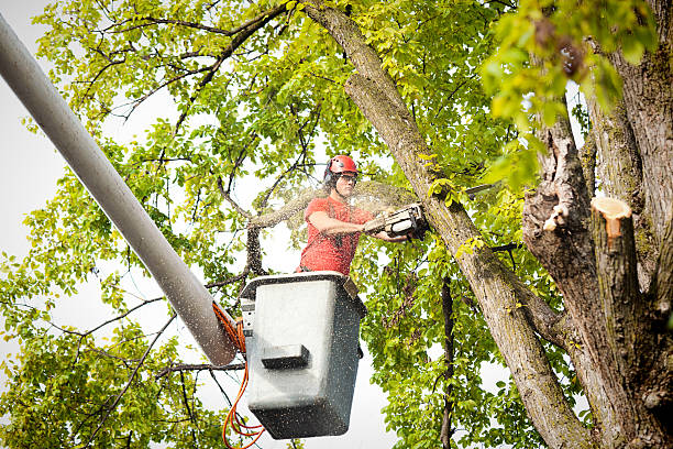 Best Tree Removal  in Apple Valley, MN